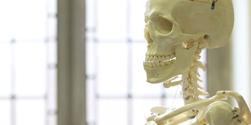 A close up showing the skull of a model skeleton in a classroom.