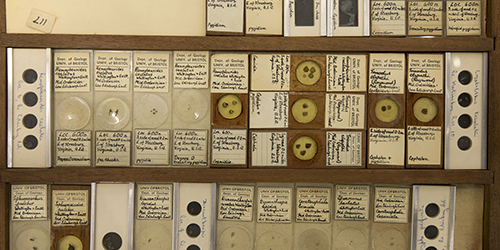 A selection of historic samples with hand-written notes attached.