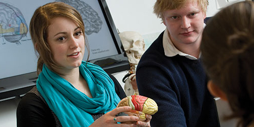 A person holding a model reconstruction of a brain, with diagrams of brains in the background.