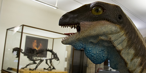 The model head of a large dinosaur with the skeleton of a small dinosaur in a glass case in the background.