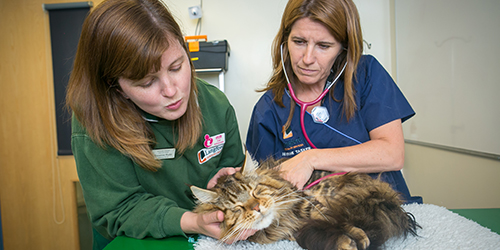Two veterinary nurses with a cat.