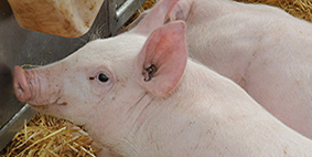 close up of pig in pen