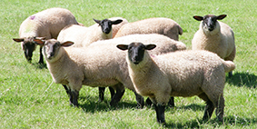 group of sheep in a field