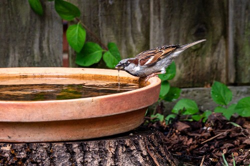bird perched by the side of a bird bath drinking water