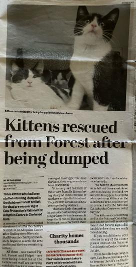 Newspaper article about Piglet Dec cat of the month