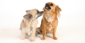 two small long haired dogs