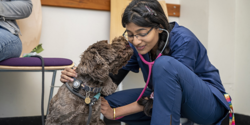 vet student using stethoscope on a dog