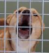 /vetscience/services/behaviour-clinic/dogbehaviouralsigns/images/barking.jpg