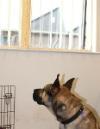  /vetscience/services/behaviour-clinic/dogbehaviouralsigns/images/barking2.jpg