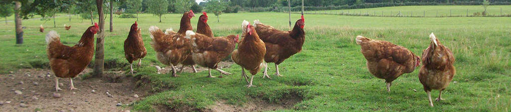 Farms which implemented more management strategies had lower plumage damage