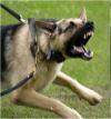 /vetscience/services/behaviour-clinic/dogbehaviouralsigns/images/lungebark.jpg