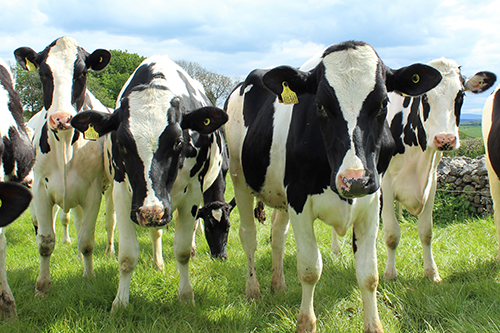 row of cows in field