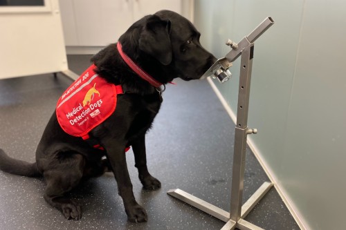 black labrador dog smelling urine sample