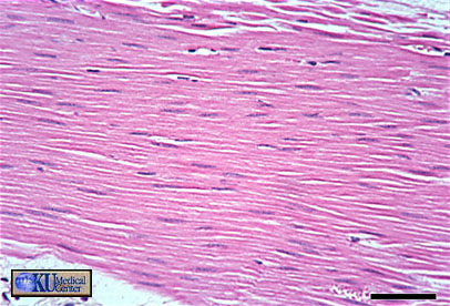 5. Smooth muscle