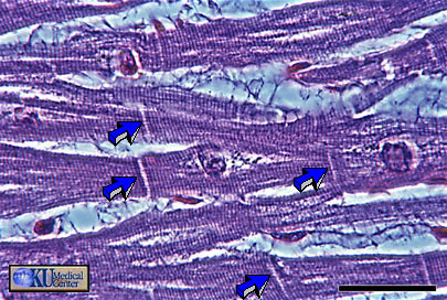 Cardiac Muscle in  longitudinal section (phase-contrast optics).  Bar  is 30 microns