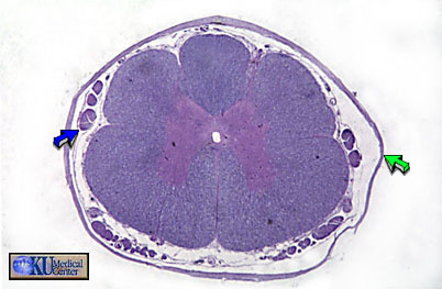 Spinal Cord in transverse section. 